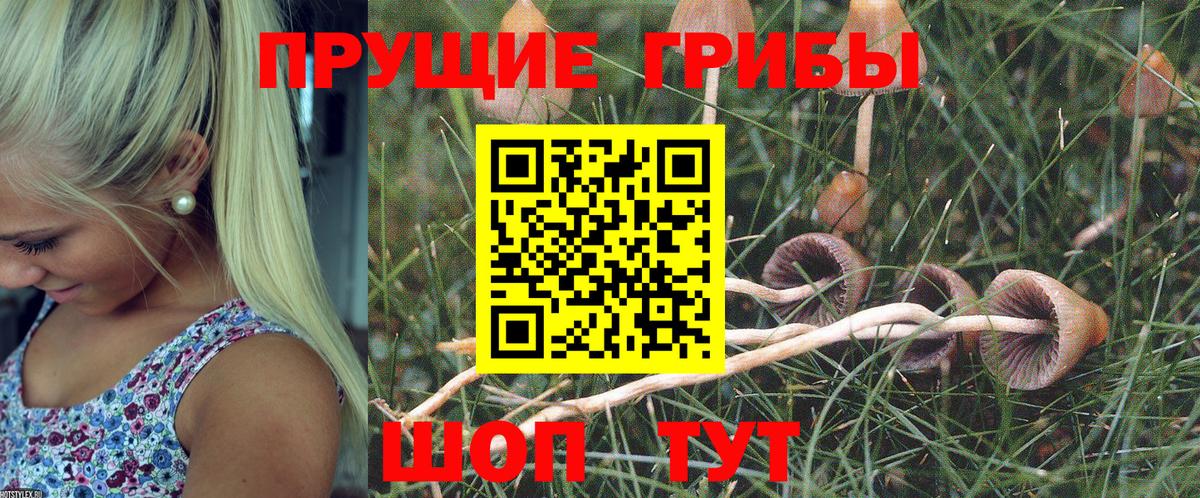 Псилоцибиновые грибы мицелий Туапсе
